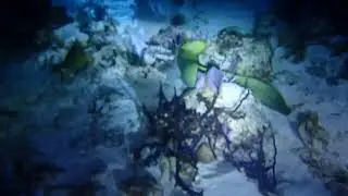 Morey eel in Bonaire at night