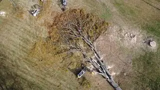 Tree Removal || BT Lawn & Tree Service