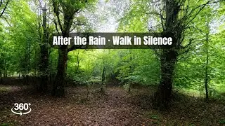 360&deg; Forest Walk After Rain | Pure Nature Calm & Clarity 🌧️