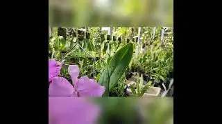Rlc. Pamela Finney & Rlc. Taichung Beauty
