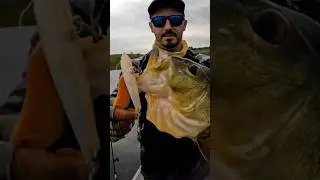 Tucunar&eacute; Amarelo Gigante, capturado no Rio Paran&aacute;.                            #fishing #shorts #fish