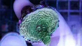 Acropora millepora S Coral gandalf