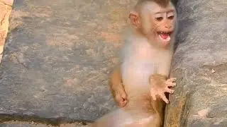 Pitiful orphan Torres monkey,he cries a lot because he does not know them, so he is scared and cries