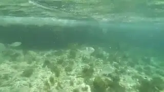 Rottnest Island - The Basin featuring Sammy and Fish