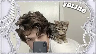 male feline beauty