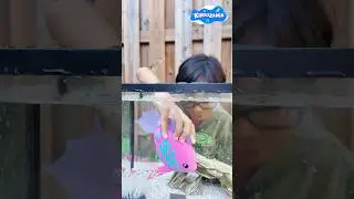 Sea Animals Toy - Robo Fish Aquarium Water Play