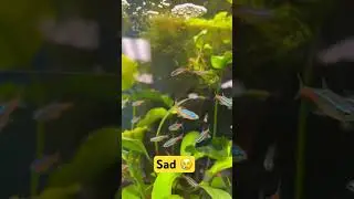 Neon Tetra Disease #fish #fishtank #fishkeeping