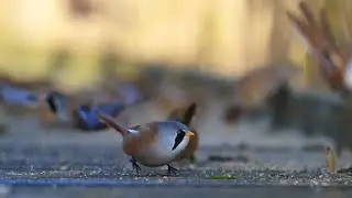 Call of the Bearded reedling, tit