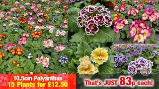 Primroses & Polyanthus - 15 for &pound;12.50 at Plants Galore