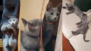 Russian blue brothers play and fight non stop