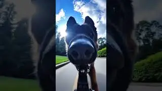 GoPro Dog POV: German Shepherd's Joyful Run Under a Beautiful Sky | Pawspective 6 #gsd #pov