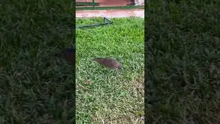 Oh, my.(Taiwan malayan night-heron calling)