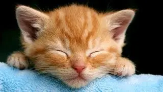 Cats You Must See