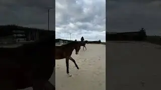 Toben auf dem reitplatz #fohlen #equestrian #horse