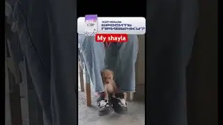 My shayla