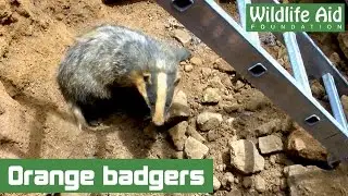 Right This Minute: A badger rescue!