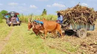 Bullock Cart Ride | Bullock Cart Heavy Load Pulling Performance