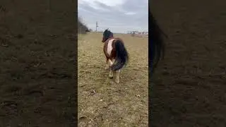 #calimero #equestrian #pferd #horse #pony #weide #koppel