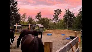 1/21/26 Frosty Morning with the Horses