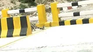 Video of a rare breed of snow leopard walking in Uttarakhand