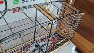 Aquela Gaiola e Mais O Voador Motel Com Marchetaria: Casadeira De Coleiro Super Luxo Para Puxada