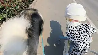 Daily Dog Walks: Joyful Moments of Children and Dogs - Unbelievable Engagement
