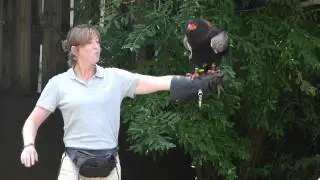 Stone Zoo's 2015 Birds of Prey Show