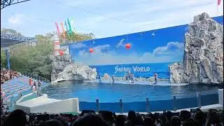 Safari World Dolphin 🐬Show Bangkok Thailand #trendingreels #video #viral #viralshorts #shorts #share