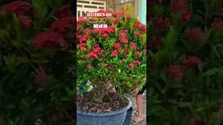 Trang th&aacute;i đỏ t&agrave;n tr&ograve;n si&ecirc;u b&uacute;p nụ..#shortvideos