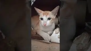 #animals cad #whowillbemylifepartnerta #cat