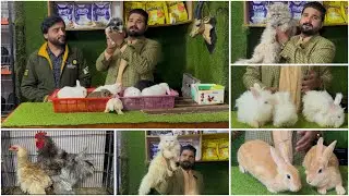 Multan Birds Market Rasheedabad 22 December 2025 Flemish Giant rabbit | Angora rabbit | Persian cat