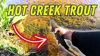 Fly Fishing California - Big Trouts Eating Dry Flies!