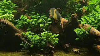 Aquatic life | Sit back and relax ☕️