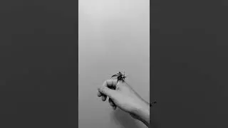 Good-bye Christmas Beetle