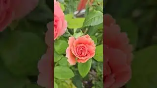 The Endeavour - a David Austin rose #garden #cottagegarden #gardening#roses#DavidAustinroses#color