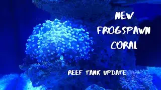 New *STUNNING* FROGSPAWN Coral - Reef Tank Update