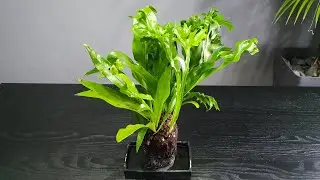 Microsorum punctatum na skale wulkanicznej