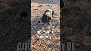 What Is She Doing 2 That Puppy 🤯