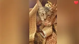 They Trust Each Other Too Much 😻 ✅