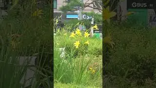#노랑원추리