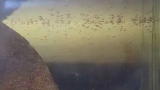 Fighter Plakat fry batch 200+ (5 days old)