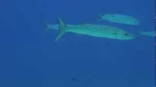 Sphyraena qenie