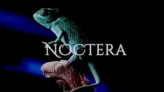 Noctera - Elegant Coffee Brand