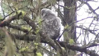 Owlet ONE by ktbirding.com