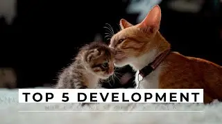 Top 5 development milestones of a kitten