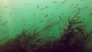 Hecht Karpfen und Co K&ouml;nigsh&uuml;ttesee Kempen