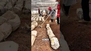 How do Chinese cultivate Ganoderma lucidum?#shorts#ganoderma
