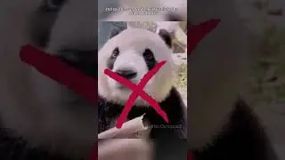 Red panda: creature possessing the highest level of cuteness in the animal kingdom - Erudite Octopus