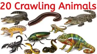 Crawling Animals for Kids | Snake, Turtle, Lizard Names in English | Easy Learning  चलने वाले जानवर