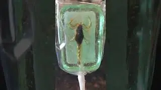 Real Scorpion lollipop....will you eat it ?#scorpion #bug #candy